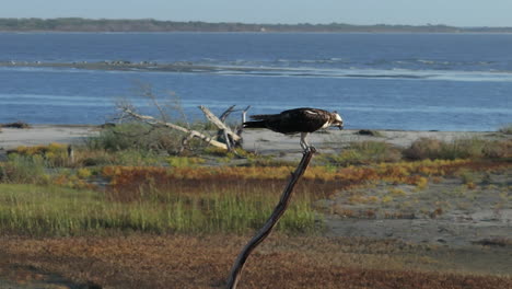 osprey perched on a branch overlooking the ocean