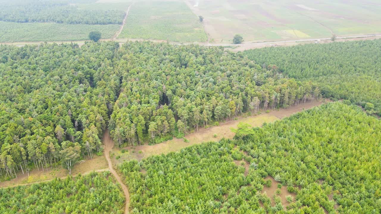 верхушки деревьев на фоне солнечного неба