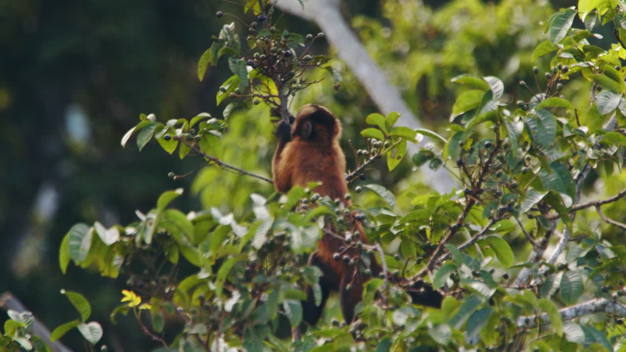el mono capuchino sentado en un árbol dobla las ramas y recoge la fruta madura adecuada para ser comida y escupe semillas