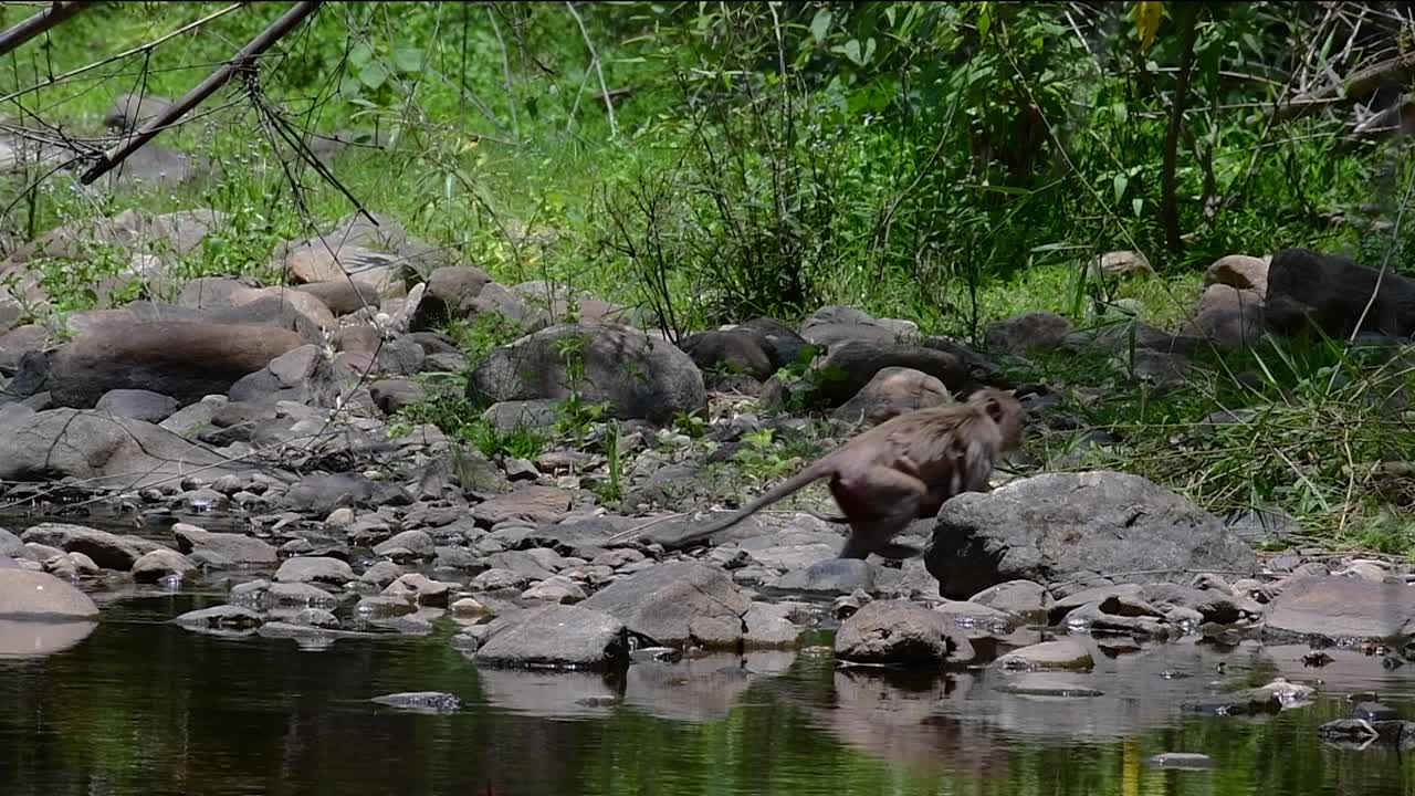 los macacos de cola larga son los monos más fáciles de encontrar en tailandia, ya que están presentes en complejos de templos, parques nacionales e incluso pueblos y ciudades