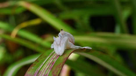 mantis orquídea, hymenopus coronatus, tailandia