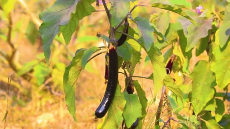 Ripe-Purple-Eggplant-Hanging-On-Organic-Farm-On-Sunny-Day