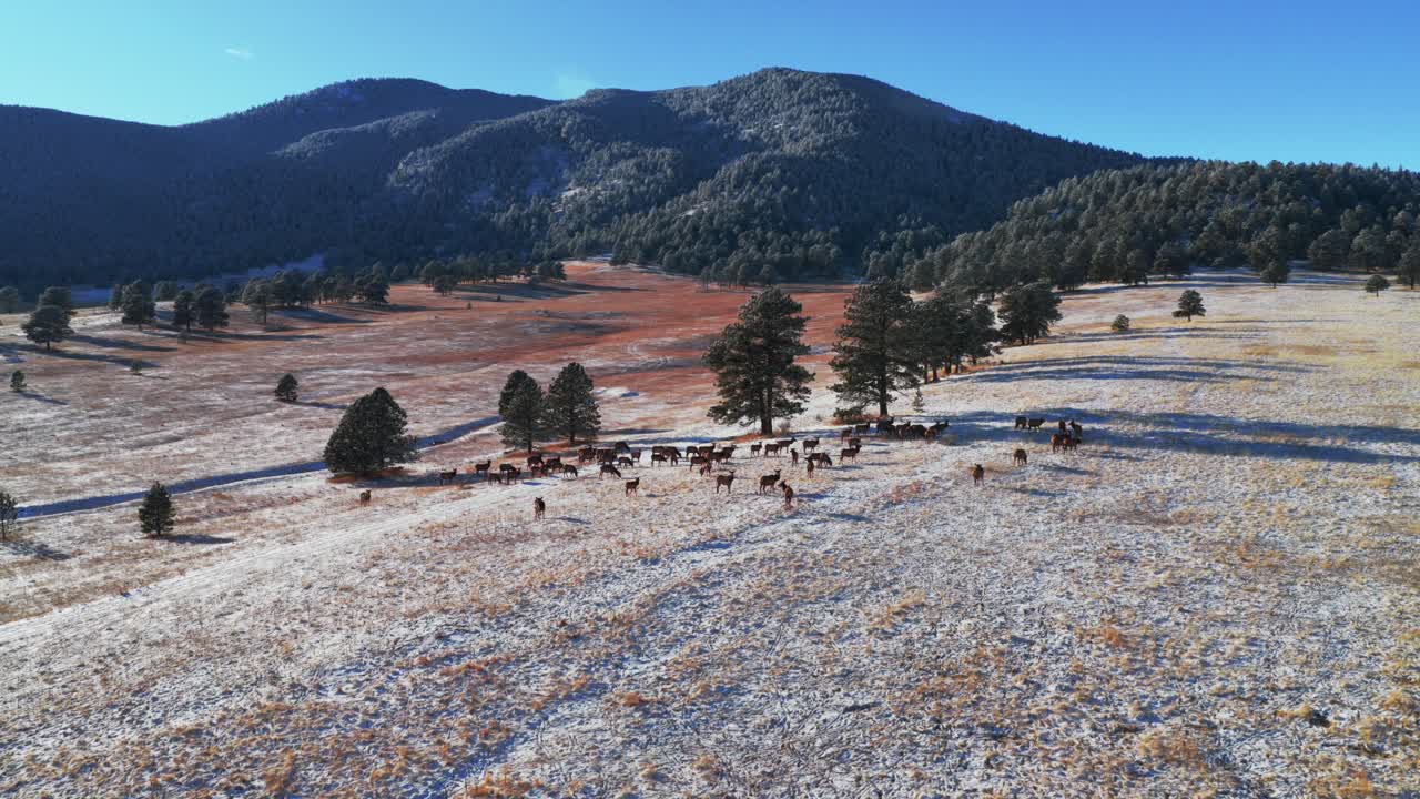 Bergen Peak Elk Meadow Park fauna selvatica animale mandria di alci pascolo tramonto soleggiato sempreverde Colorado aerea drone cielo blu colline ai piedi delle montagne innevate valle foresta Front Range Montagne Rocciose movimento in avanti