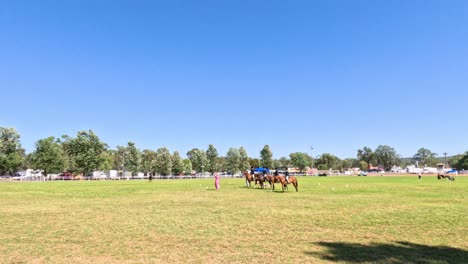 horses racing on a sunny day in australia