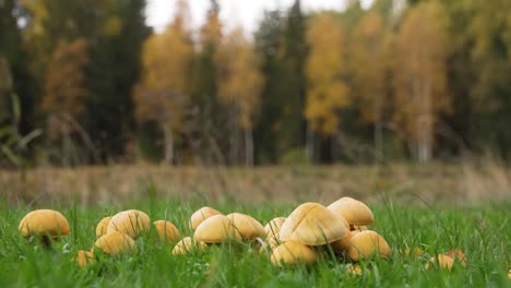 Camera-focus-shifts-from-the-yellow-mushrooms-to-the-forest