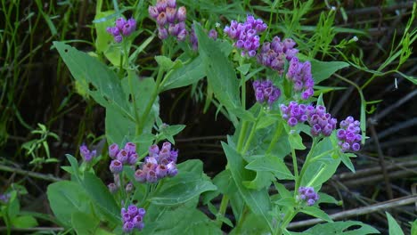 racimos de cabezas de flores de fleabane de pantano en flor en maryland, estados unidos