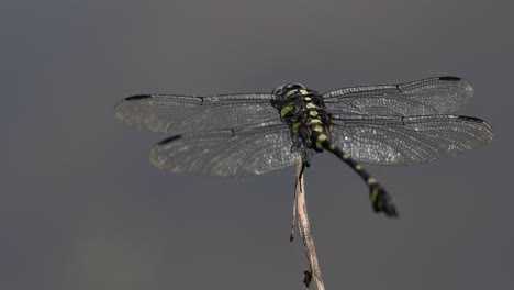 the common flangetail dragonfly is commonly seen in thailand and asia