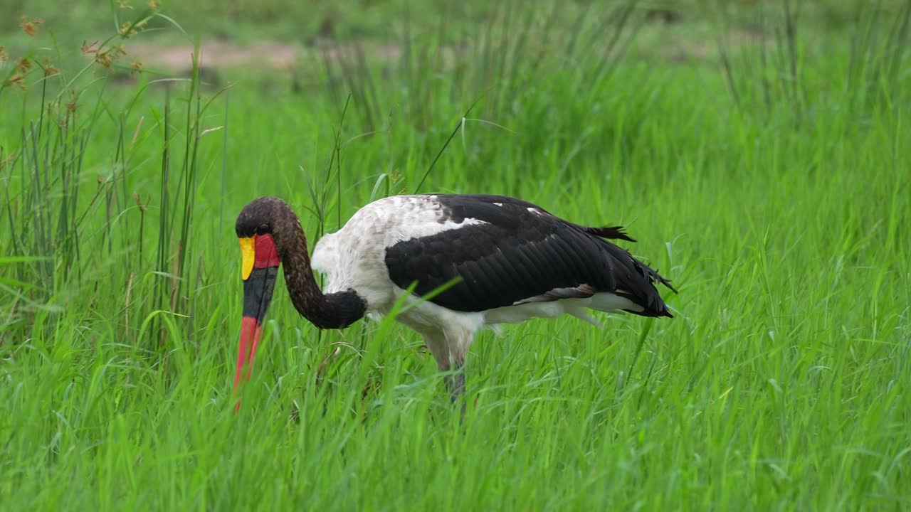 la pesca de la cigüeña de pico de silla en los humedales africanos, tiro medio, cámara lenta