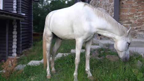 Weißes-Pferd,-Das-Auf-Einem-Bauernhofgebiet-Weidet.