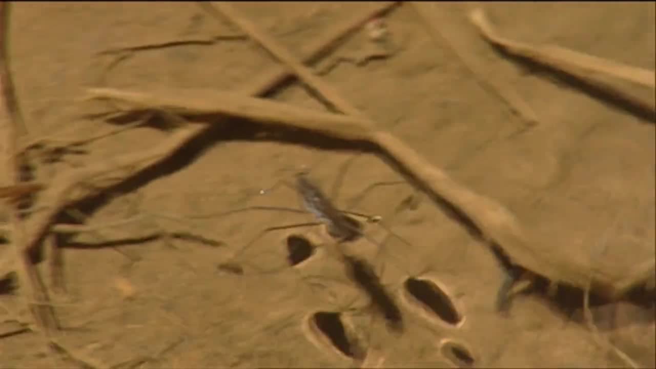 una araña de agua camina sobre la superficie de un estanque