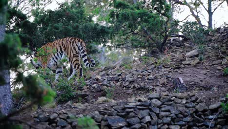 static slow-motion shot of a striped tiger walking past with its breath showing