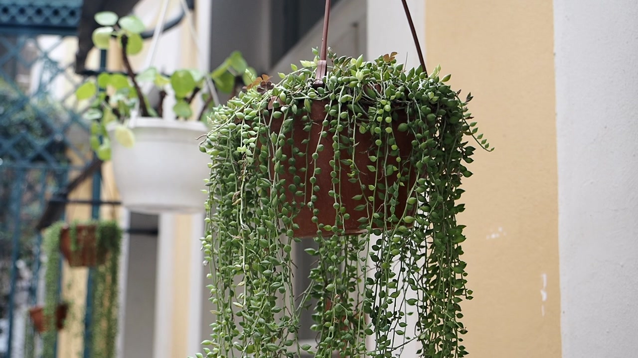 Green String of Pearls Succulent Plant Hanging in a Pot