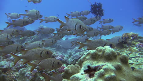 School-of-Blotcheye-soldierfish-facing-current-hover-over-topreef-in-tropical-waters-during-daylight