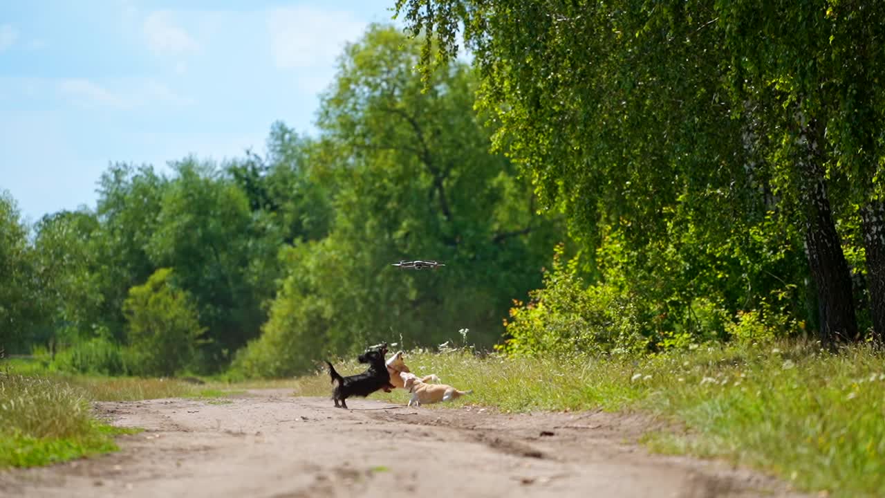 Lovely dogs and drone. Funny dogs play outdoors in summer. Active pet animals jumping and trying to catch drone flying over their heads.