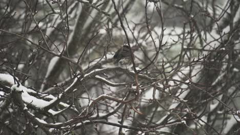 黑眼的 junco 歌鸟在暴雪期间休息在雪覆盖的树枝上