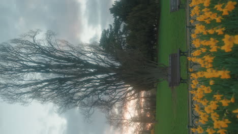 Letná-Park,-Prague:-Daffodils-bloom-near-solitary-bench-and-shadowy-tree---vertical