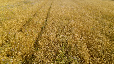 organic farmland with golden crops on harvesting season in czeczewo, poland