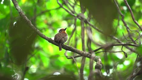 Frailecillo-Moteado-|-Pájaro-De-La-Selva