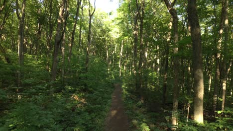 drone flying upwards over trail in forest with whole of sunlight in the distance