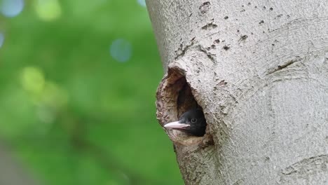 Junger-Schwarzer-Specht,-Der-Den-Kopf-Am-Rand-Des-Nistlochs-Im-Baum-Ruht