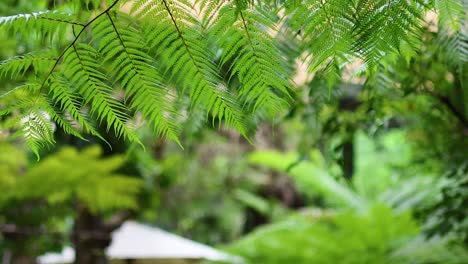 close-up of fern tree leaves in lush forest