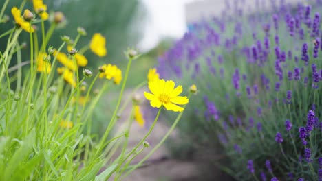 blooming yellow flowers and purple lavender plant at city park garden, prague