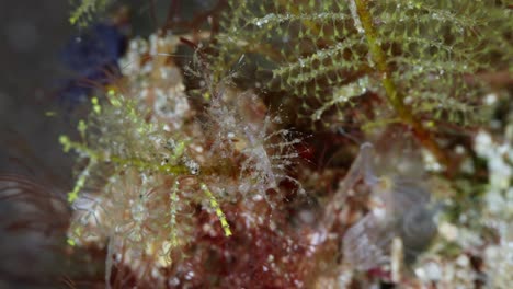 female skeleton shrimp brooding juveniles as they hang onto her