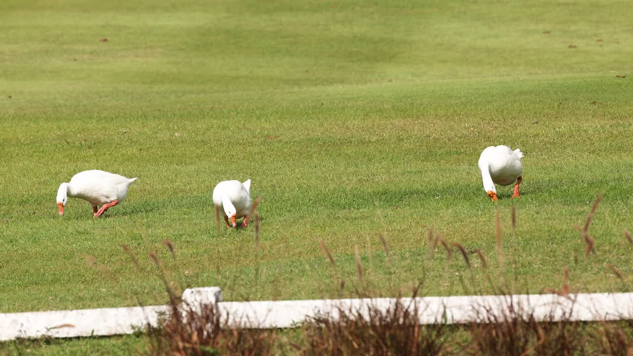 두 마리의 거위들이 풀을 고 고 있습니다.