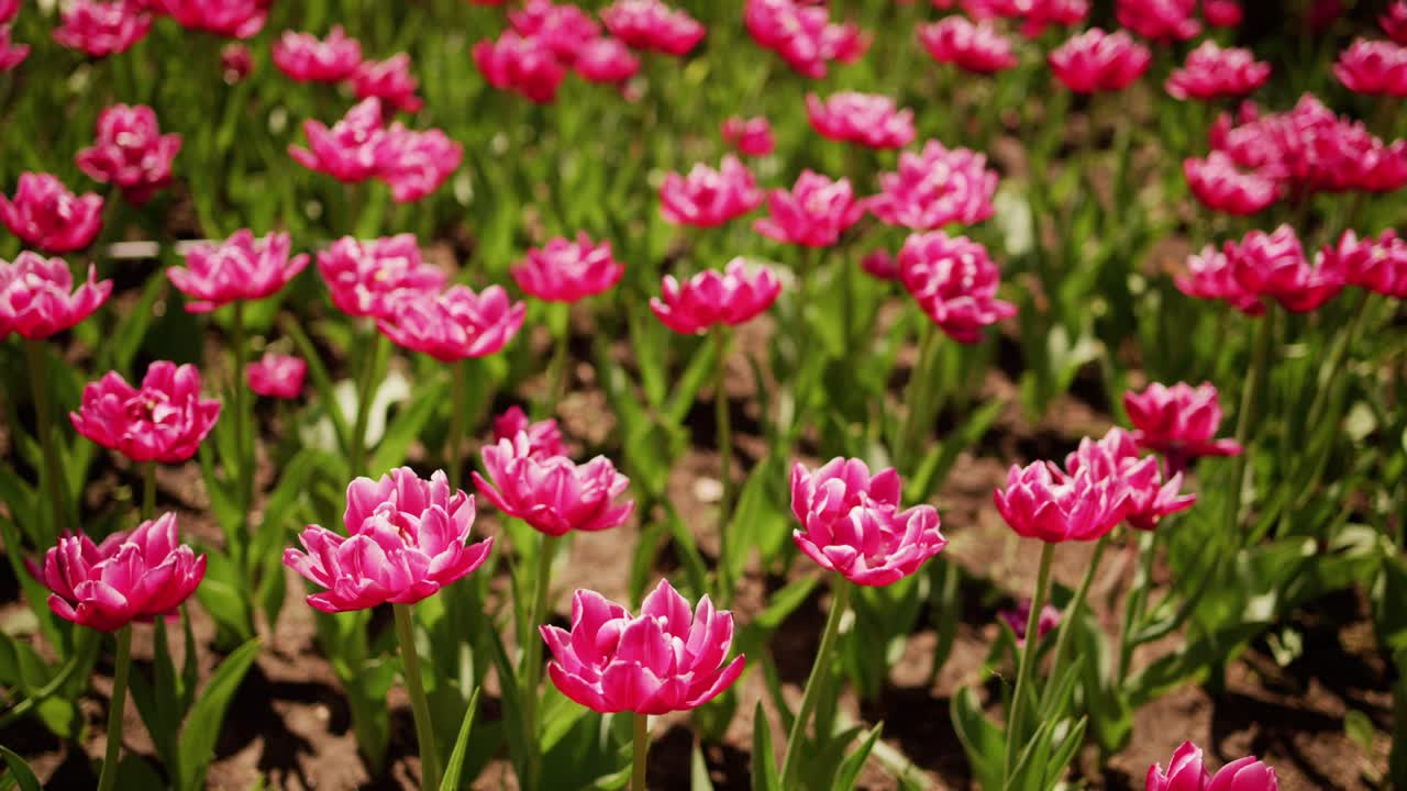 Vibrant pink tulips bloom in neat rows across a sunny field. Green stems rise from rich soil beneath petals. Sunlight highlights each flower's delicate texture