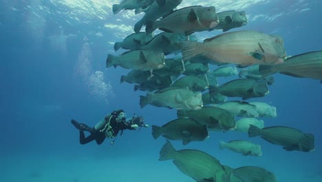 female scuba divers and enormous school of humphead parrot fish