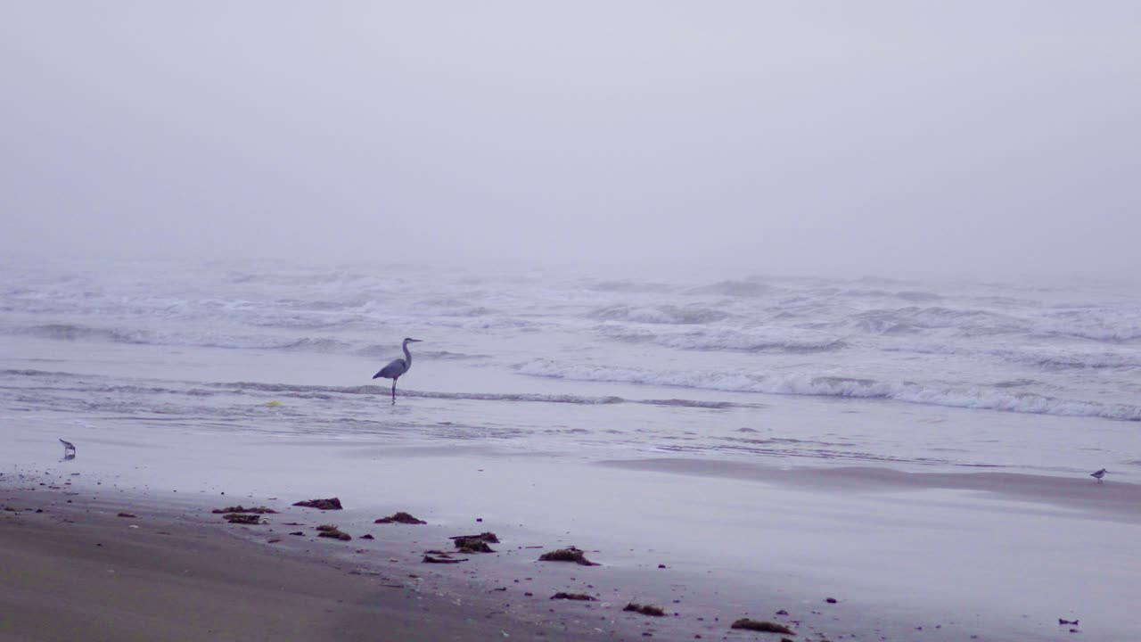 4k video of a crane looking out over the ocean on a foggy morning