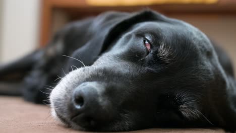 A-focused-portrait-capturing-a-senior-black-dog's-eyes-closed-in-slumber-on-the-floor