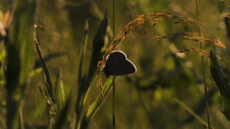 schmetterling auf einem grasfeld