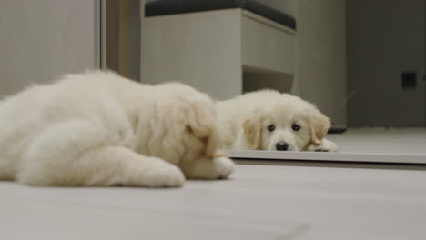 un lindo cachorro esponjoso yace en el suelo, mira su reflejo en el espejo
