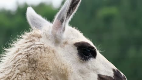 llama portrait