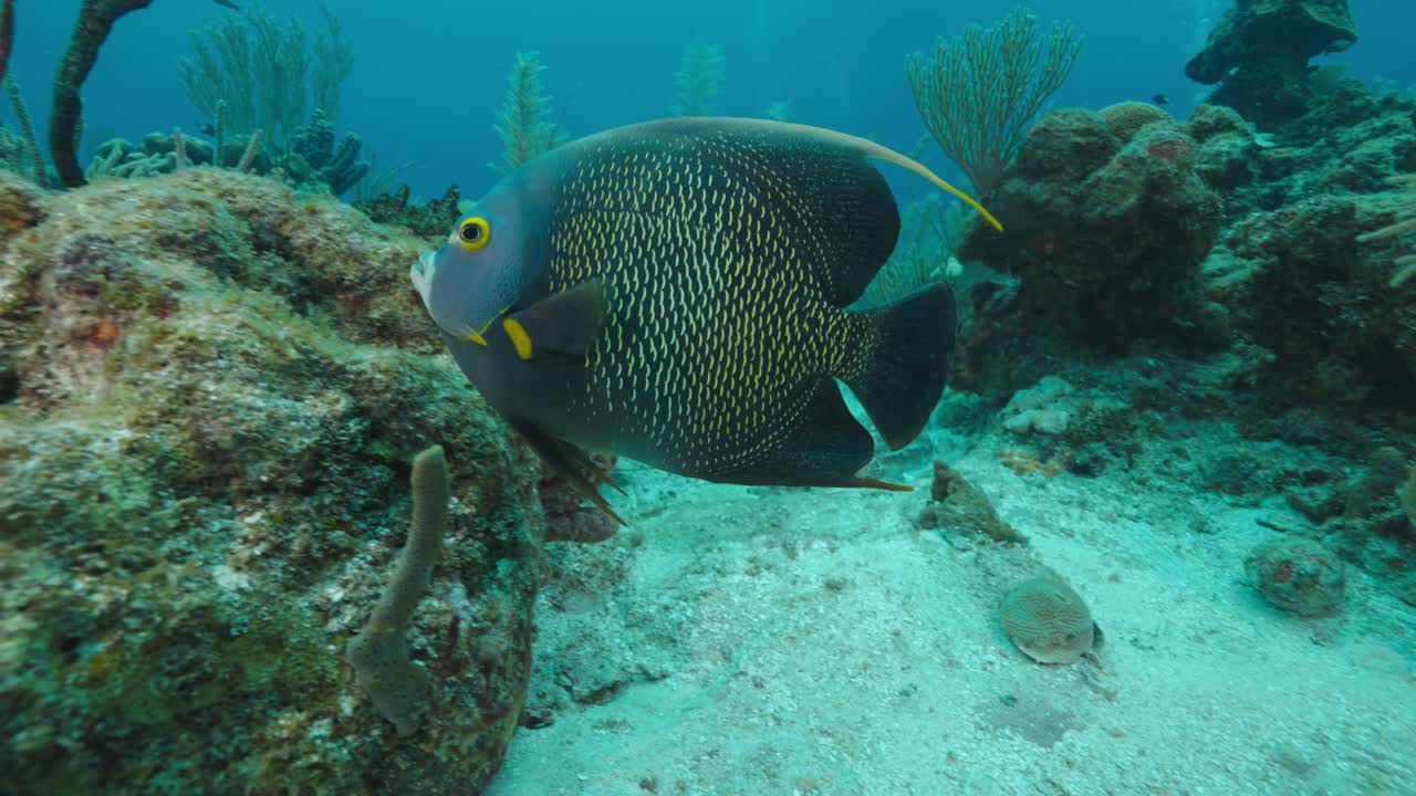 Graceful Gray Angelfish Gliding Peacefully Along the Coral Reef in 4K