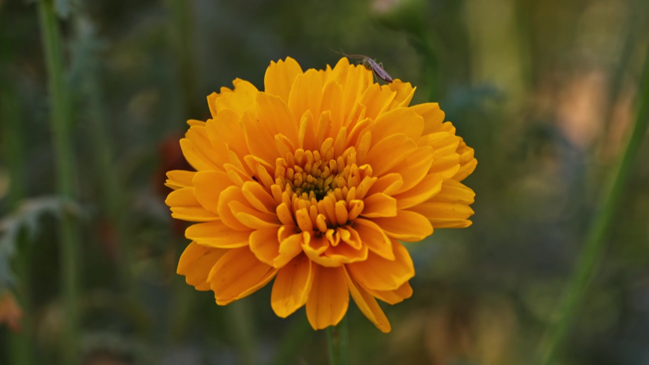 Filmato macro ravvicinato di un vivace fiore di calendula giallo che sboccia all'aperto con luce naturale, profondità di campo ridotta e sfondo sfocato e morbido.