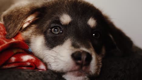 Various-closeup-shots-of-sleepy-puppy-in-evening-light