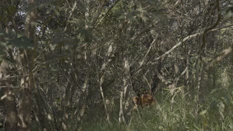 maned wolf hiding in the woods