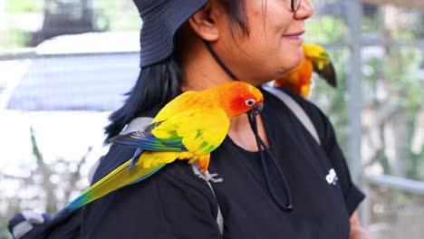 a parrot perches on a smiling person's shoulder