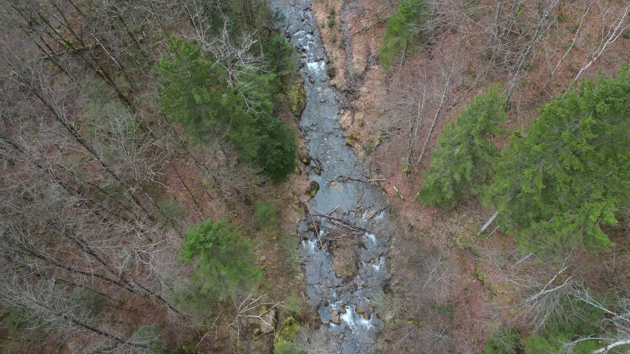 vista de pájaro que se eleva sobre el río de bosque oculto bordeado por árboles sin hojas y árboles de hoja perenne delgados