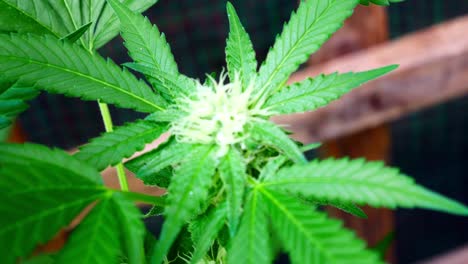 Medizinisches-Marihuana-Kräuter-Narkotische-Cannabispflanze-Illegal-Verbotenes-Gewächshaus-Kräuterkraut