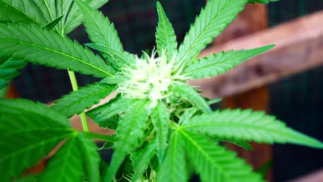 marihuana medicinal a base de plantas de cannabis narcótico ilegal prohibido efecto invernadero de malezas a base de hierbas