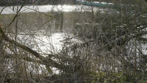 Shot-of-Little-Ouse-river-in-Thetford-woods,-Norfolk,-England-on-a-sunny-morning-while-walking-through-forest