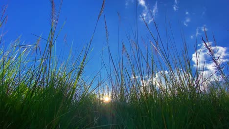 sun shines through tall grass stems against vibrant blue sky, view from bellow