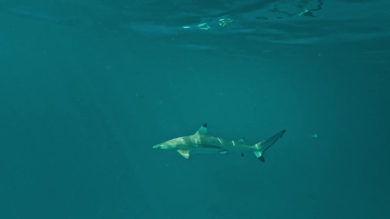Black tip reef shark cruising through tropical blue water with light rays