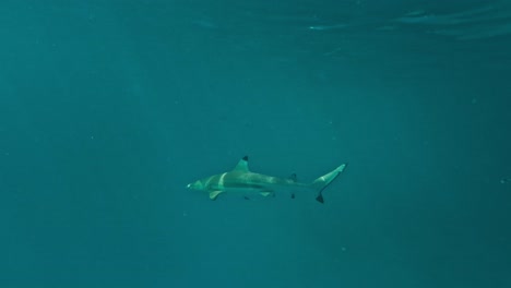 el tiburón de arrecife de punta negra navegando a través de aguas azules tropicales con rayos de luz