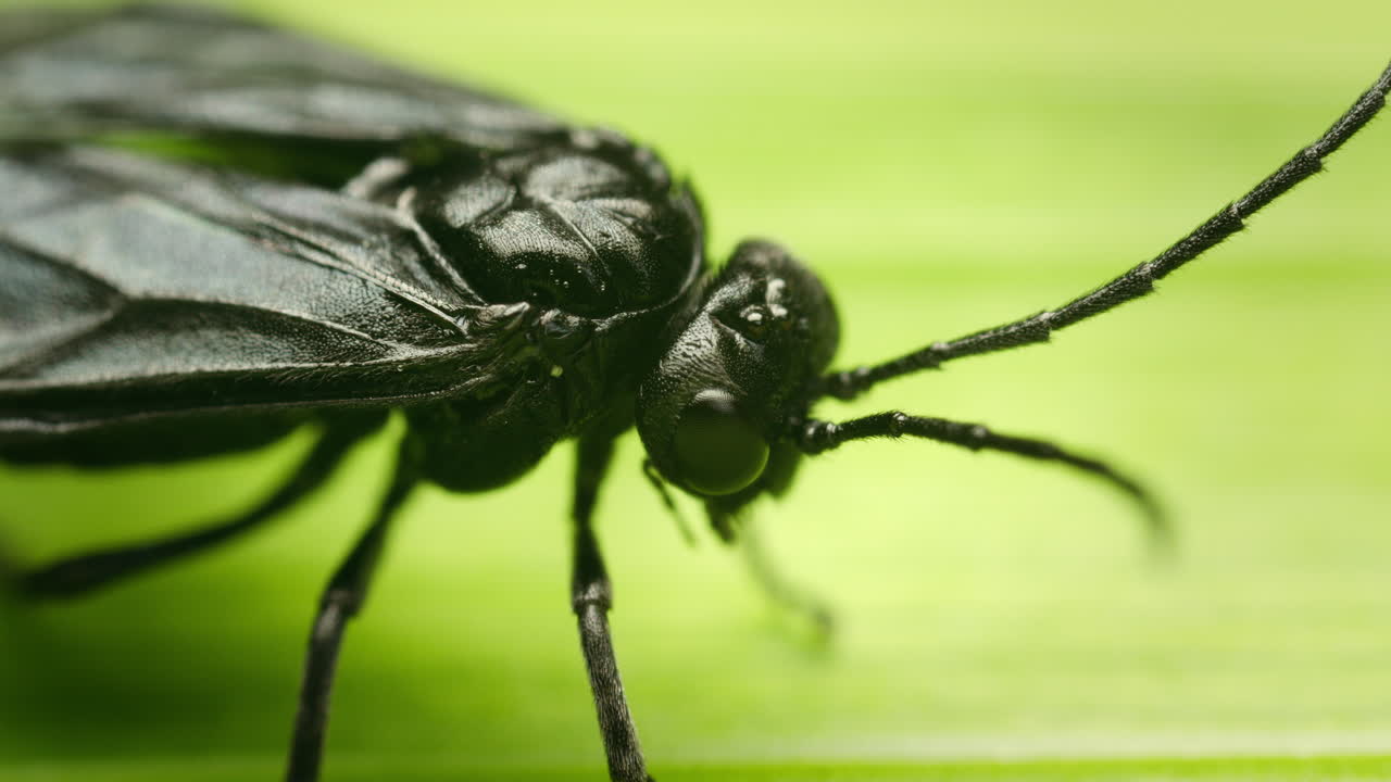 Azalea argid sawfly (Arge similis) resting on leaf, macro closeup of insect