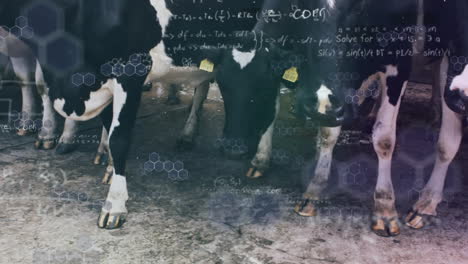 chemical structures and mathemathical equations against cows in shed