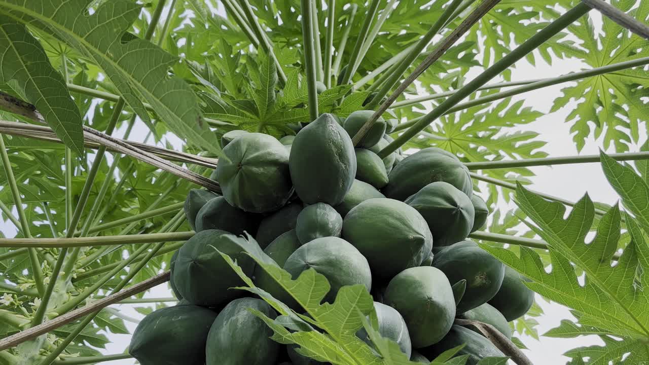 A push-in shot reveals a dense cluster of unripe green papayas surrounded by wide leafy canopies, capturing the upward tropical growth in soft natural light
